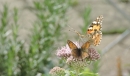 2015-07-28 Painted Lady on Hemp Agrimony