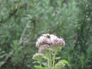 2015-07-28 Solitary bee on Hemp Agrimony
