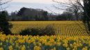 Daffodil fields