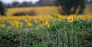 Daffodils near and far