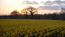 Daffodils against the setting sun