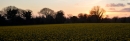 Daffs set against the setting sun