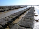 Oyster Beds