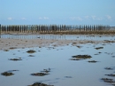 Oyster beds