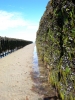 Oyster beds