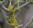Xanthoria parietina