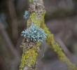 Ramalina farinacea
