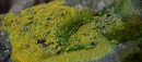 Moss-Tortua muralis