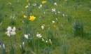 Daffs and crocuses in Cambridge Park