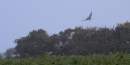 Marsh Harrier over fields, St. John