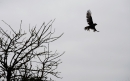 Marsh Harrier taking off