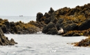 Seal watching