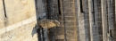 Gargoyle at Palais des Papes